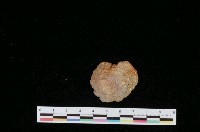 藏品(皺紋晃蓋螺)的圖片